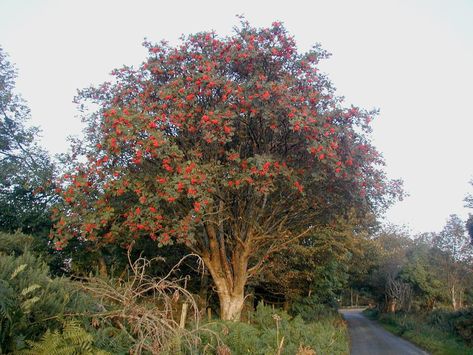 Rowan Tree ~~ In Celtic mythology the rowan is called the Traveller's Tree because it prevents those on a journey from getting lost. Mountain Ash Tree, Celtic Calendar, Sorbus Aucuparia, White Flowering Shrubs, Rowan Tree, Berry Bushes, Mountain Ash, Ash Tree, Redwood Tree