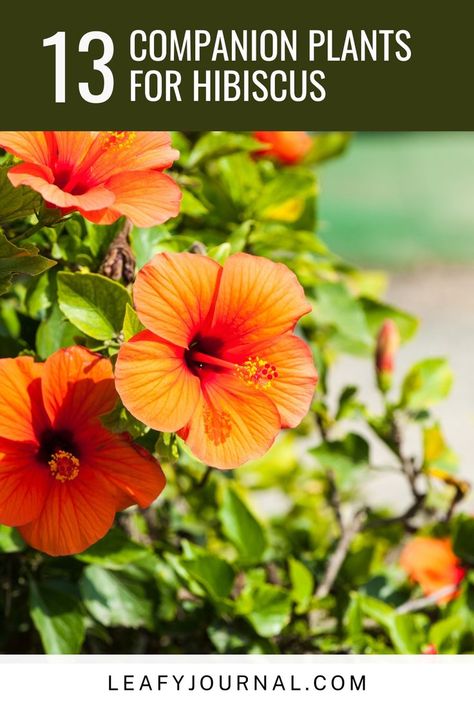 Enhance your hibiscus garden with these 13 stunning companion plants! Hibiscus Planters Container Garden, Hibiscus Flower Garden Ideas, Hibiscus Container Garden, Potted Hibiscus Tree, Hibiscus In Landscaping, Hibiscus Flower Bed Ideas, Hibiscus Flower Landscaping Ideas, Hibiscus Container Ideas, Hibiscus Flower Garden