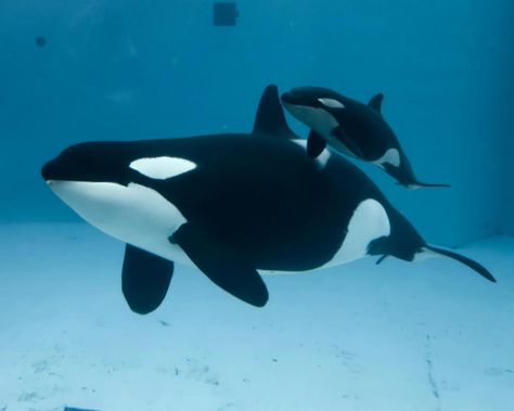 killer whales Orcinus Orca, Seaworld San Diego, Save The Whales, Orca Whale, Beautiful Sea Creatures, Orca Whales, Killer Whale, Marine Mammals, Great White Shark