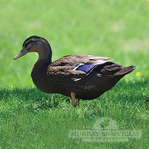 Rouen Ducks, Rouen Duck, Khaki Campbell Ducks, Geese Breeds, Animal Farming, Pekin Duck, Duck Tattoos, Poultry Equipment, Raising Ducks