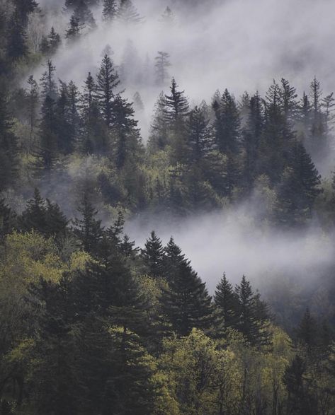 5th  need ma pine jungle to peace the world Foggy Pine Forest, Misty Pine Forest, Misty Woods, Pine Trees Forest, Misty Mountains, Jaime Lannister, Mountain Valley, Landscape Photography Tips, Forest Mountain