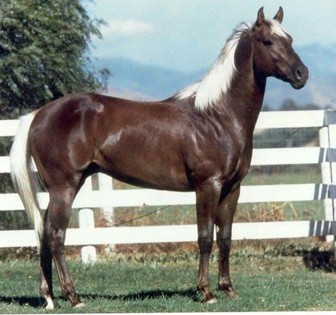 Chocolate Palomino Chocolate Palomino Horse, Palomino Quarter Horse, Horse Line Art, Chocolate Palomino, Palomino Horses, Horse Collection, Rare Horses, Palomino Horse, American Quarter Horse