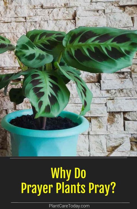 Why Do Prayer Plants Pray? Prayer Plant Tattoo, Praying Plant, How To Propagate Prayer Plant, Healing Prayer Plant Art, Prayer Plants Houseplant, Indoor Plants That Don’t Need Sunlight, Prayer Plant Care, Plants Grown In Water, Plants Quotes