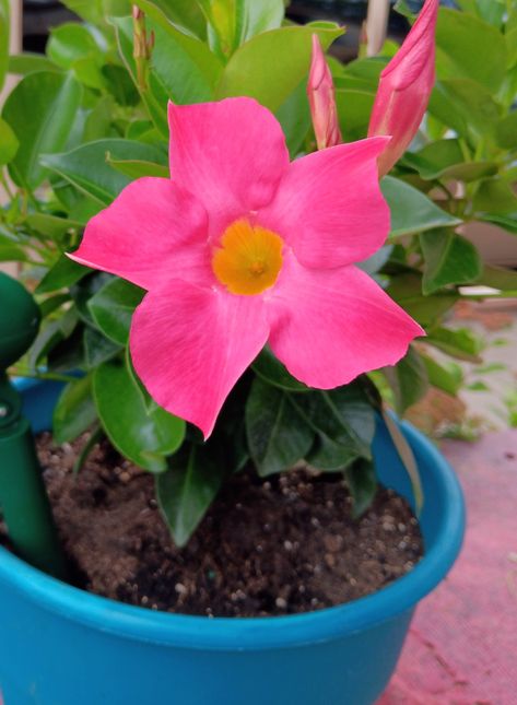 Mandevilla sanderi...Brazilian Jasmine. Brazilian Jasmine, Flowers 2023, Jasmine Flower, Flowers