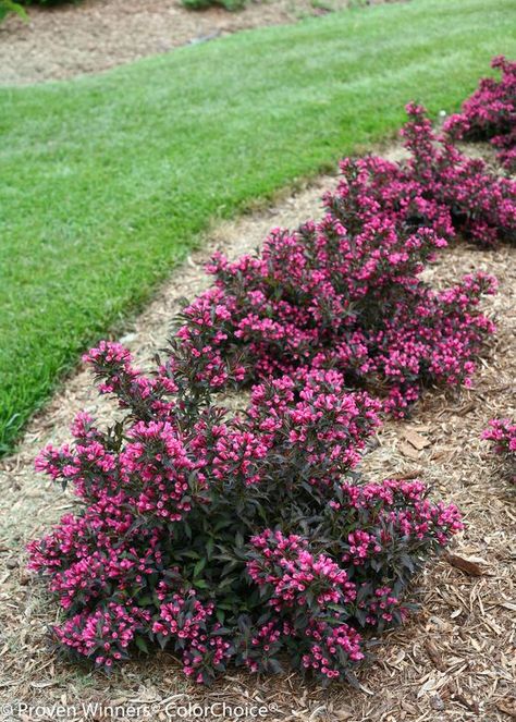 Spilled Wine Weigela, Weigela Florida, Spilled Wine, Front Yard Garden Design, Front Landscaping, Low Maintenance Landscaping, Garden Shrubs, Garden Yard Ideas, Front Yard Garden