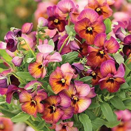 PANSY NATURE MULBERRY SHADES SEEDS | New & Featured Flowers Pansy Garden, Fall Planting, Cut Flower Garden, Cold Frame, Fall Plants, Home Flowers, Bedding Plants, Spring 2023, Dream Garden