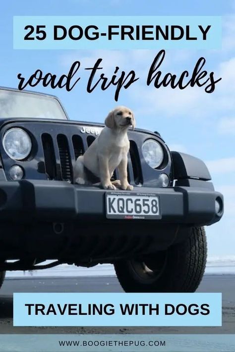 Dog-friendly road trip? We've got you covered! Here are 25 hacks to make traveling in a car with a dog a smooth ride. Traveling With Dogs, Dog Car Travel, Road Trip With Dog, Trip Hacks, Dog Friendly Vacation, Dog Travel Bag, Colorful Hairstyles, Pet Ramp, Flying Dog