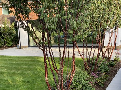 Multi Stem Trees, Multi Stemmed Small Trees, Garden Landscape Design, Landscape Trees, Garden Landscaping, Landscape Design, Design Projects, Garden Design, Flowers