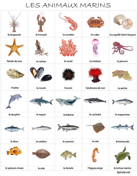 Les animaux marins, imagier - tipirate French Language Learning Kids, Montessori Science, French Flashcards, Baby Montessori, French Education, Alphabet Worksheets Preschool, French Classroom, Baby Education, French Vocabulary