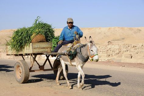 Donkey Cart Oasis Pictures, Donkey Training, Donkey Cart, African Christmas, Oasis, Egypt, Coloring Pages, I Hope, Train