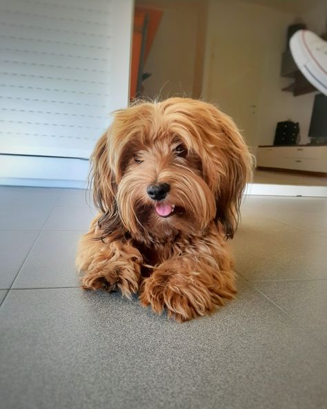 Red Havanese, Brown Havanese, Havanese Puppy, Havanese Dog, Cutest Puppies, Havanese Puppies, Havanese Dogs, Cute Animals Puppies, Dog Cute