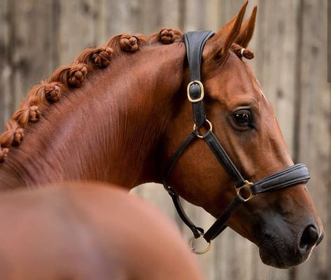 Kathiyawadi Horse, Horse Braiding, Warmblood Horses, Marwari Horses, Equestrian Aesthetic, Horse Mane, Horse Aesthetic, Horse Grooming, Dressage Horses