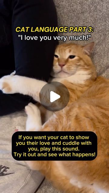 Pawmised Life on Instagram: "Cat Language (Part 3) 🥰" Cat Language, My Future, April 25, What If, Goats, Animals, On Instagram, Instagram