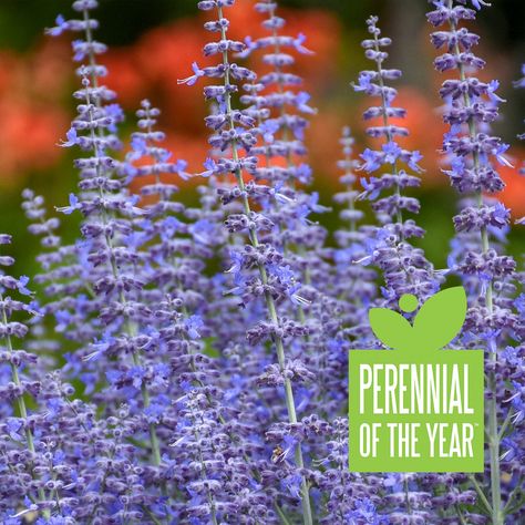 Denim 'n Lace Russian Sage - White Oak Gardens - | Cincinnati, OH Perovskia Atriplicifolia, Bigleaf Hydrangea, Russian Sage, Drought Tolerant Perennials, Sunny Garden, Lake Garden, Blue Plants, Front Landscaping, Proven Winners