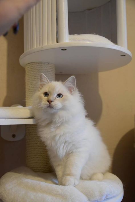 * * A DOG DOESN'T WANT MUCH AND IS HAPPY JUST TO GET IT. A CAT KNOWS WHAT HE WANTS AND WANTS MORE OF  IT. Lilac Ragdoll Cat, Mitted Ragdoll, Ragdoll Cat Breed, Dream's Cat, Siamese Kittens, Ragdoll Cats, Ragdoll Kitten, Kitty Kitty, White Cats