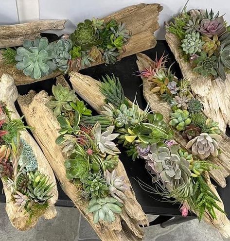 This beautiful custom designed arrangement is made up of live succulents & cactus on a piece of natural driftwood found in the creeks of Tennessee! What a perfect centerpiece design. These are great for weddings/special events, as they can go home with your guests & the plants will live for months even years! We custom design these in your colors/style.  Multiple sizes available!   SMALL -- Approx 3-4" tall with plants, 5-9" long, includes 5-8 live succulent plants  MEDIUM SIZE -- Approx 3-6" ta Driftwood And Plants, Driftwood With Succulents, Rustic Succulent Centerpiece, Driftwood Centerpieces, Driftwood Wedding Centerpieces, Plants For Wedding, Crafts To Make And Sell Unique, Driftwood Wedding, Plant Centerpieces