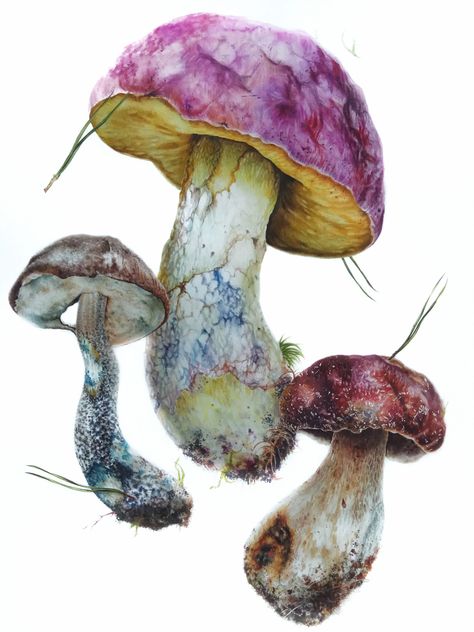 Fungi Illustration, Fungi Art, Watercolour Inspiration, Watercolor Projects, Botanical Watercolor, Mushroom Art, Botanical Drawings, Watercolor Inspiration, Life Drawing