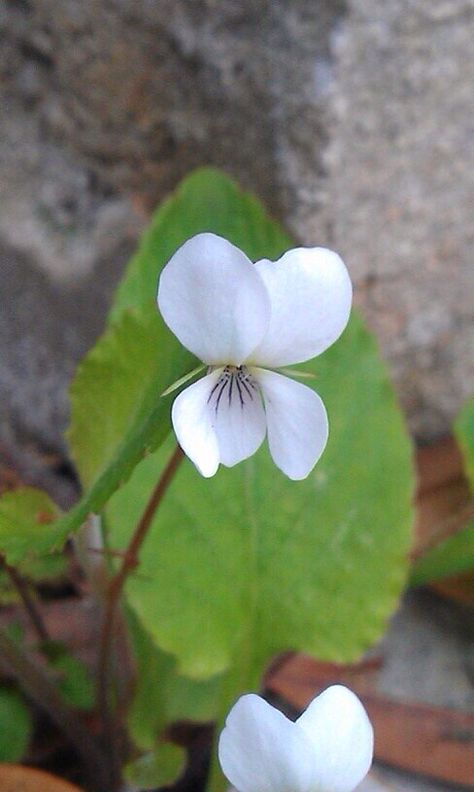 White Violet flowers White Violets, Shrinking Violet, White Eagle, White Violet, Plant Magic, Lake Side, Pond Life, Violet Flowers, Sweet Violets