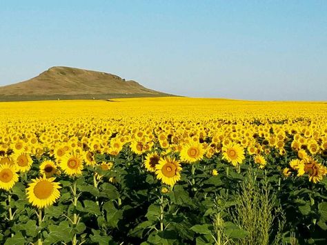 WeatherBug Photos near Dickinson North Dakota North Dakota Flowers, Enchanted Highway North Dakota, Dickinson North Dakota, North Dakota Shirts, University Of North Dakota, Weather Forecast, North Dakota, Vacation Trips, In The Heights