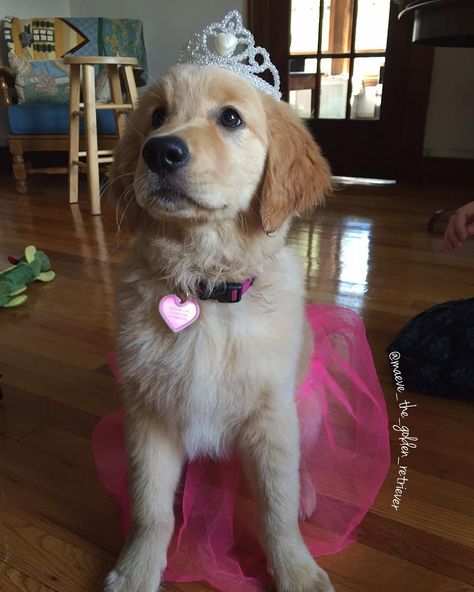 Girl Dog Costumes, Halloween Costumes For Dogs, Puppy Halloween Costumes, Costumes For Dogs, Perros Golden Retriever, Dogs Halloween, Halloween Puppy, Being A Princess, Cele Mai Drăguțe Animale