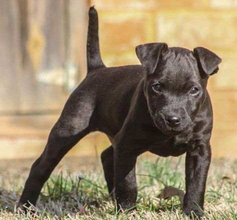 15 Interesting Facts About Patterdale Terriers | The Dogman Patterdale Terrier Puppy, Secret Energy, Patterdale Terrier, Dog Anatomy, Puppy Images, Famous Dogs, Dog List, Toy Dog, Purebred Dogs