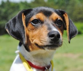 Terrier Mix Breeds, Beagle Funny, Rat Terrier Mix, Adoptable Beagle, Bichon Frise Dogs, Rat Terrier, Terrier Mix Dogs, Breed Dogs, Rat Terriers