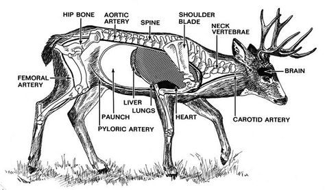 Vitals displayed Bow Hunting Tips, Bow Hunting Deer, Whitetail Deer Hunting, Moose Hunting, Deer Hunting Tips, Quail Hunting, Types Of Hunting, Gear Storage, Big Game Hunting