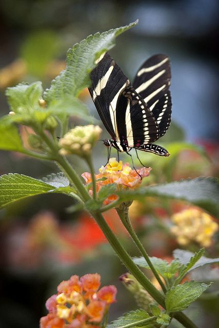 Zebra Longwing Zebra Longwing Butterfly, Zebra Butterfly, Butterfly Sitting, Amazing Insects, Nature Butterfly, Moth Caterpillar, Butterfly Quilt, Animal Symbolism, Butterfly Images