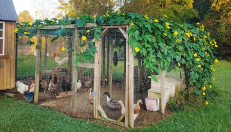 Chicken Coop Ideas Simple, Simple Chicken Coop, Chicken Run Ideas, Reban Ayam, Chicken Coop Ideas, Cute Chicken Coops, Chicken Coop Garden, Pet Chicken, Backyard Chicken Coop Plans