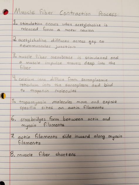 muscle fiber contraction process Neuromuscular Junction Notes, Muscle Physiology Notes, Muscular Tissue Notes, Muscle Contraction Notes, Muscle Physiology, Ultrasound School, Nerve System, Tissue Biology, Neuromuscular Junction