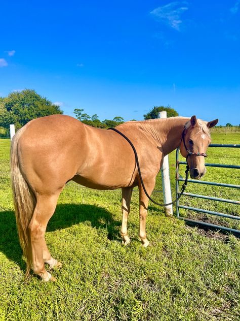 Palomino Quarter Horse American Quarter Horse Palomino, Palimeno Horse, Palomino Western Horse, Quarter Horse Palomino, Palomino Quarter Horse Mare, Palomino Barrel Horse, Palomino Arabian, Palomino Paint Horse, Palomino Thoroughbred