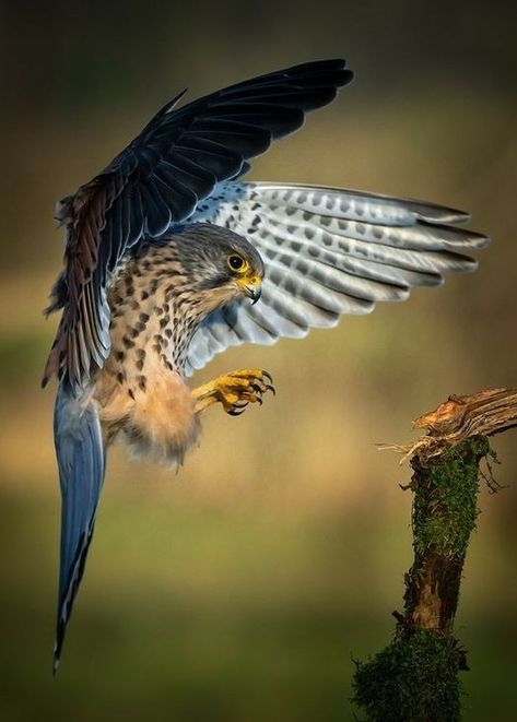 Falcon Photography, Forest Neighborhood, Raptors Bird, Hawk Bird, Isle Of Dogs, Animal Study, Paleo Art, Exotic Birds, Kites