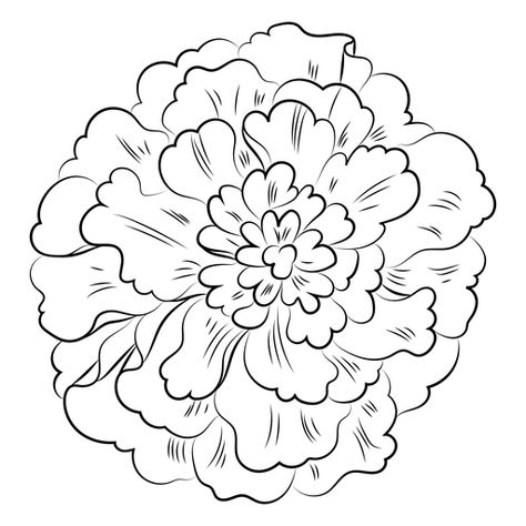 Marigold Graphic Design, Marigold Flower Template, How To Draw A Marigold, Marigold Template, Marigold Sketch, Marigold Flower Drawing, Marigold Drawing, Marigold Pattern, Ready Rangoli