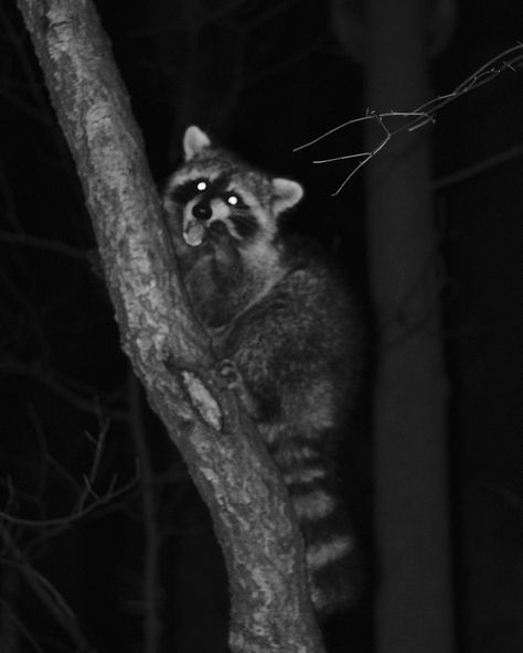 Vintage aesthetic photographs of raccoons in central park. #photographer #photography #raccoon #raccoonphotos #animalphotography #fujixseries #vintage #vintageaesthetic #flashphotography #animalsatnight #blackandwhite Raccoon Aesthetic Dark, Racoon Aesthetic, Raccoon Photography, Raccoon Aesthetic, Racoon, July 16, Flash Photography, Photographer Photography, Vintage Aesthetic