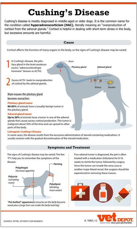 Cushing's vs Addison's Disease Infographic, Cushings Disease, Vet Nursing, Veterinarian Technician, Vet Tech School, Sporty Dog, Veterinary Nurse, Veterinary Tech, Vet Tech Student