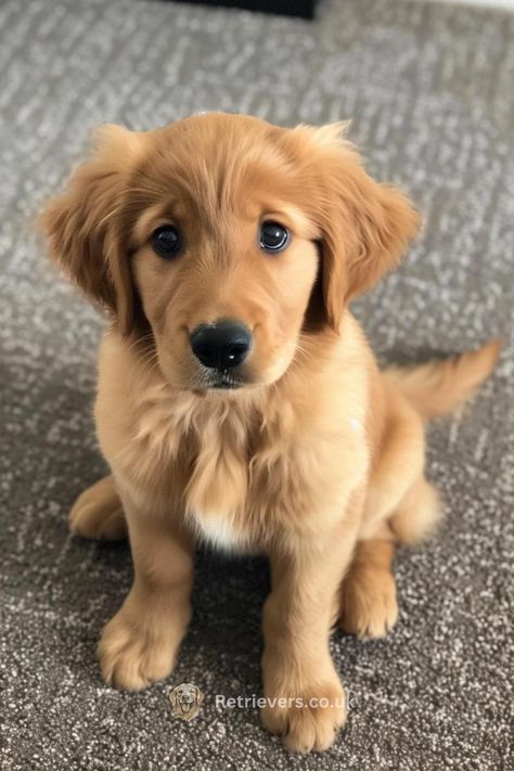 Prepare for your heart to melt with those irresistible puppy eyes! 🥺✨ Meet the fluffiest, most adorable Golden Retriever pup on the block. Those big blue eyes are full of love, curiosity, and a little mischief. Let's spread the joy of puppyhood! #PuppyEyes #GoldenRetrieverPuppy #FluffyFriend #PuppyLove #HeartMelting" Big Golden Retriever, Fluffy Golden Retriever, Baby Golden Retrievers, Mini Golden Retriever, Golden Retriever Baby, Rosé Dog, Golden Puppy, Big Dog Breeds, Dog Mommy