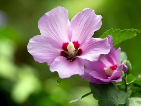 Rose Of Sharon Companion Planting - Plants That Grow Well With Rose Of Sharon Rose Of Sharon Bush, Hibiscus Shrub, Holly Shrub, Hardy Hibiscus, Hibiscus Plant, Invasive Plants, Bamboo Garden, Rose Of Sharon, Plant Cuttings