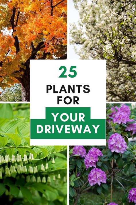 Discover these 25 plants, based on sunlight requirements, you should plant alongside your driveway. Also learn a few helpful landscaping tips to improve your homes curb appeal. Plants Lining Driveway, Plants To Line Driveway, Driveway Shrubs, Driveway Border Plants, Driveway Flowers, Landscaping Greenery, Driveway Plants, Driveway Border, Bridal Wreath Spirea