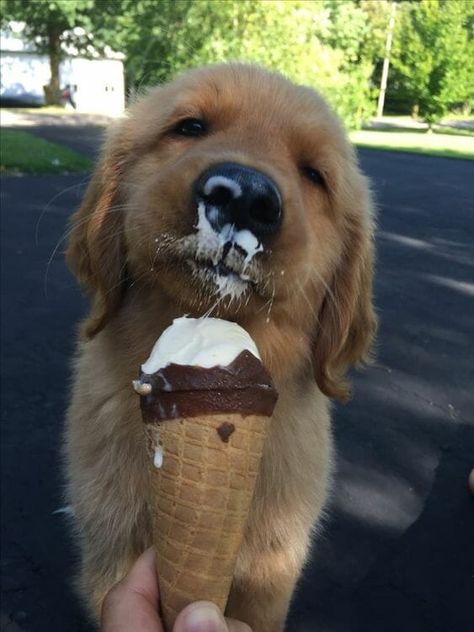 16 Pics Of Golden Retriever To Make Your Day Apartment Pet, A Golden Retriever, New Apartment, Golden Retriever Puppy, Retriever Puppy, Golden Retriever, Ice Cream, Apartment, Pet