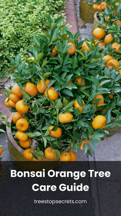 Learn how to grow and care for your bonsai orange tree with our comprehensive guide. Stand out with expert tips and step-by-step instructions. #bonsaiorangetree Bonsai Orange Tree, Bonsai Fruit Tree, Outdoors Indoors, Citrus Plant, Indoor Bonsai Tree, Bonsai Seeds, Indoor Bonsai, Citrus Trees, Miniature Trees