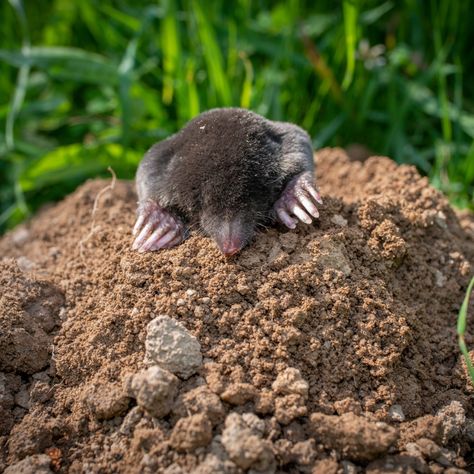 The Secret To Stopping Ground Moles - How To Get Rid Of Ground Moles For Good! Moles In Yard, Mole Holes, Castor Bean Plant, Mole Repellent, Organic Pesticide, Mole Removal, Garden Accents, Garden Yard Ideas, Garden Pests