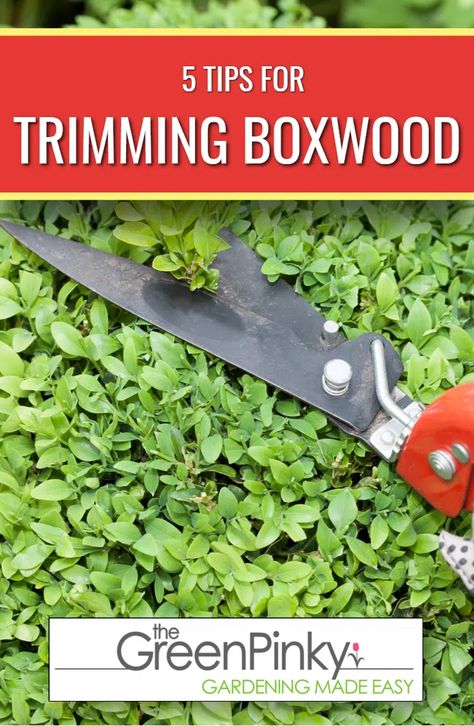 How to Trim Boxwood? 5 Important Tips to Prevent Mistakes Baby Gem Boxwood, Green Mountain Boxwood, How To Trim Bushes, Boxwood Bush, Japanese Boxwood, Boxwood Landscaping, Trimming Hedges, Front Landscape, Front Lawn Landscaping