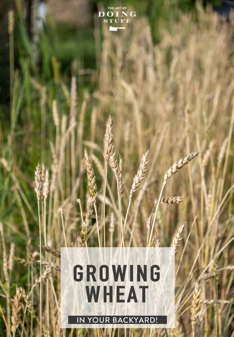 Mt Reiner, Wheat Garden, Grow Wheat, Suburban Backyard, Sun Oven, Growing Wheat, Berry Garden, Gardening Inspiration, Bad Job