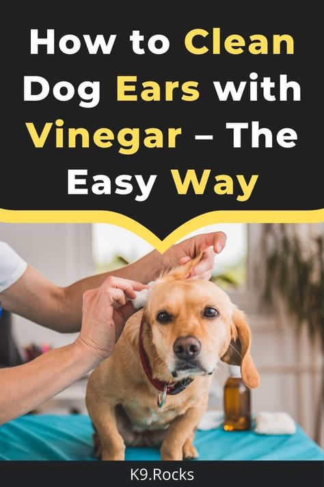 Cleaning Dogs Ears, Dogs Ears, Wrinkly Dog, Dog Ear Cleaner, Dogs Ears Infection, Dog Shaking, Dog Grooming Tips, Dog Ears, Dog Odor