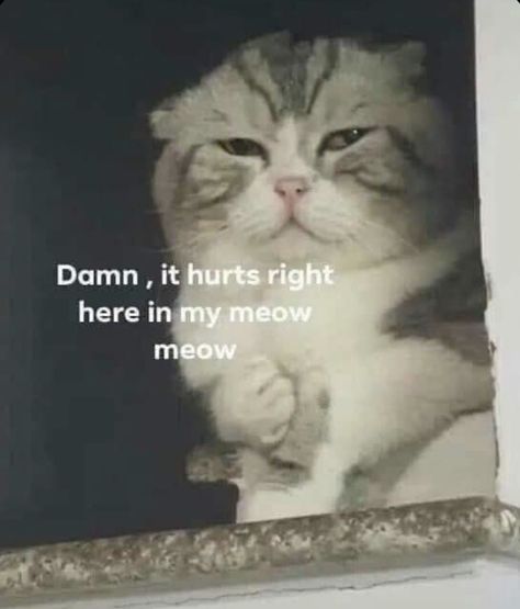 Meow Meow, Bts Twt, Memes