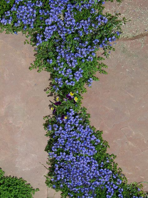 Log Garden, Garden Rooftop, Garden Border, Flagstone Patio, Signs Diy, Ground Cover Plants, The Secret Garden, Rooftop Garden, Garden Pathway