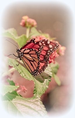 Papillon Butterfly, Butterfly Kisses, Floral Backdrop, Jolie Photo, Butterfly Garden, Butterfly Flowers, Pink Butterfly, Colorful Butterflies, A Butterfly