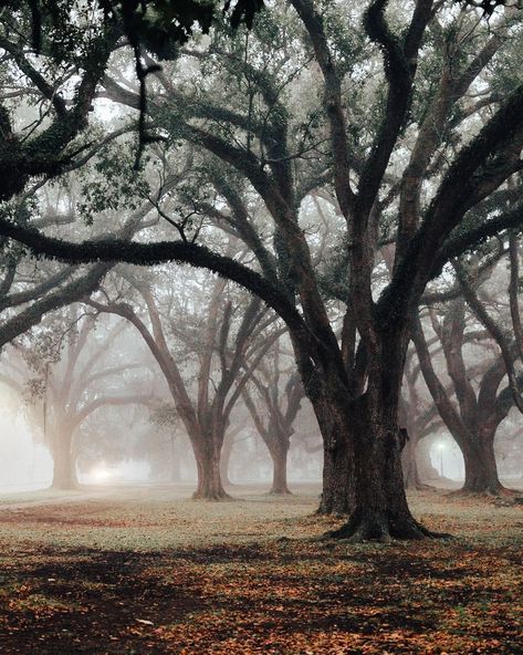 Just Magic, New Orleans Travel, Good Weekend, Oak Trees, City Park, Oak Tree, Park City, Color Photography, Wonders Of The World