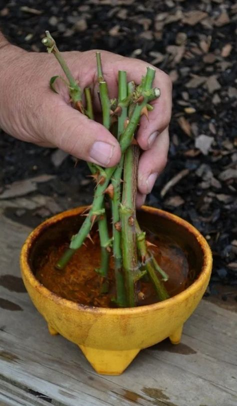 How to Grow Roses from Bouquets? | Balcony Garden Web Cut Flowers To Grow, Propagating Roses, Kaktus Dan Sukulen, Rose Plant Care, Rooting Roses, Grafting Plants, Flowers To Grow, Rose Cuttings, نباتات منزلية