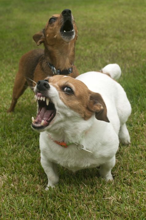 Dog Growling: What It Means & What You Should Do Dog Snarling, Dog Growling, Social Media Marketer, Angry Dog, Pet Wellness, Dog Teeth, Dog Barking, Dog Images, Animal Companions